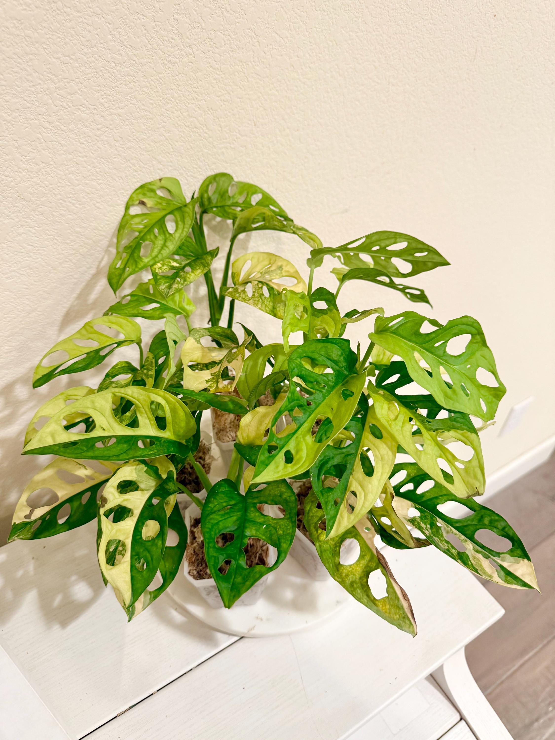 Mint Monstera - Etsy Mint Monstera - Etsy