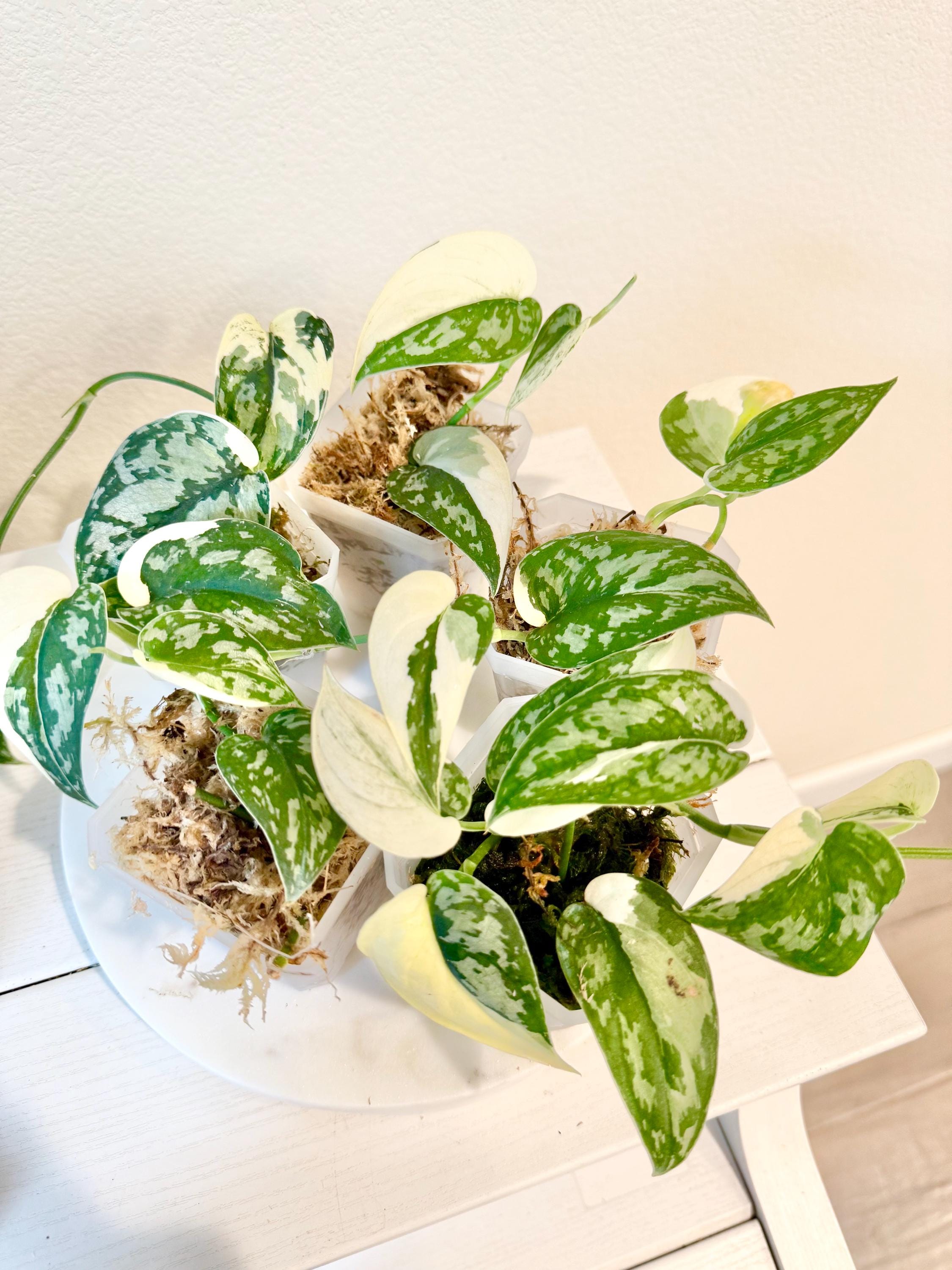 Scindapsus Mayari - Etsy