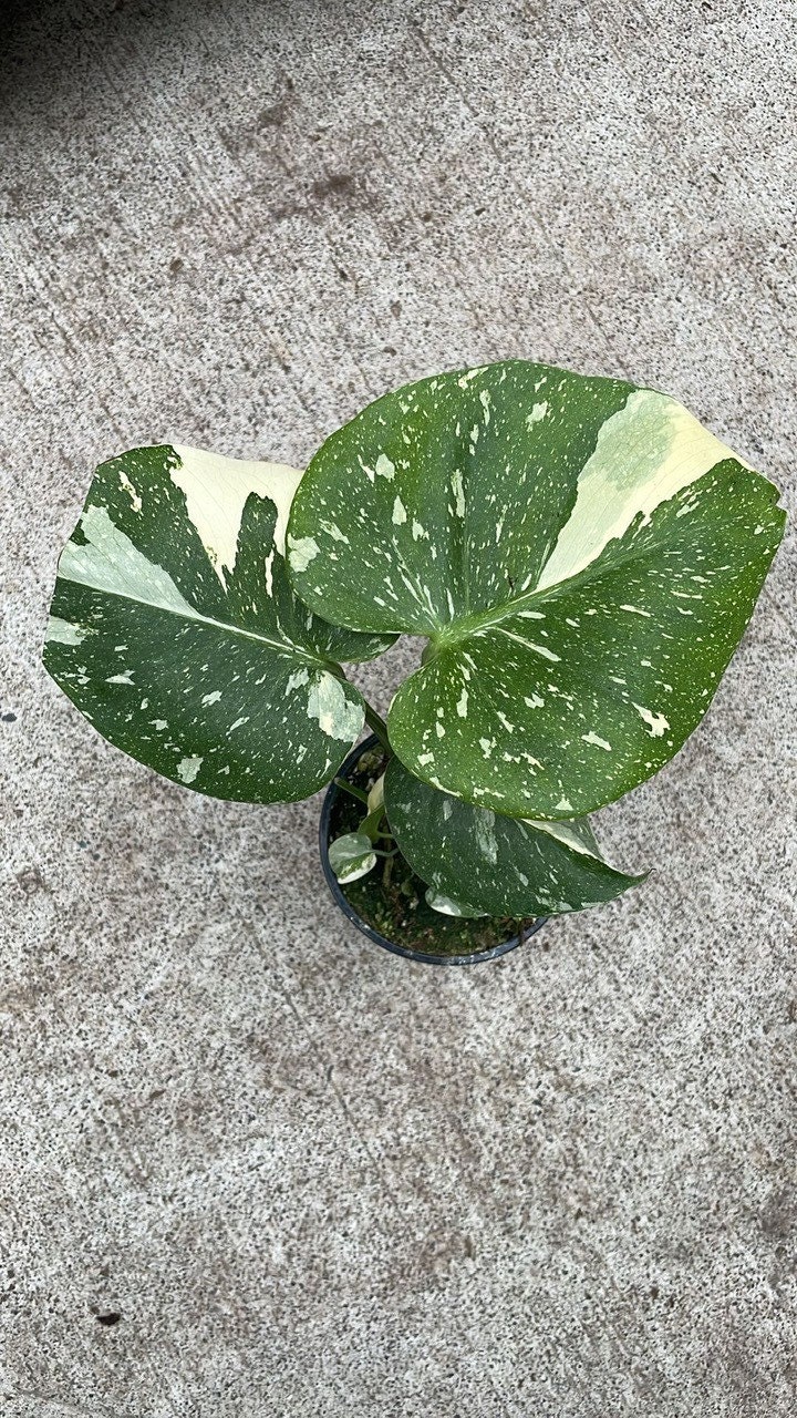 Avenue 60 Monstera Deliciosa Thai Constellation Variegated Fully Rooted in 4 Pot