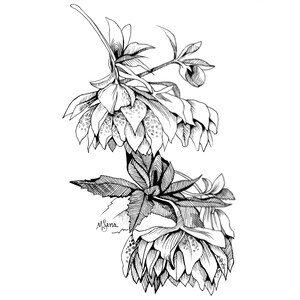 Hanging Flowers