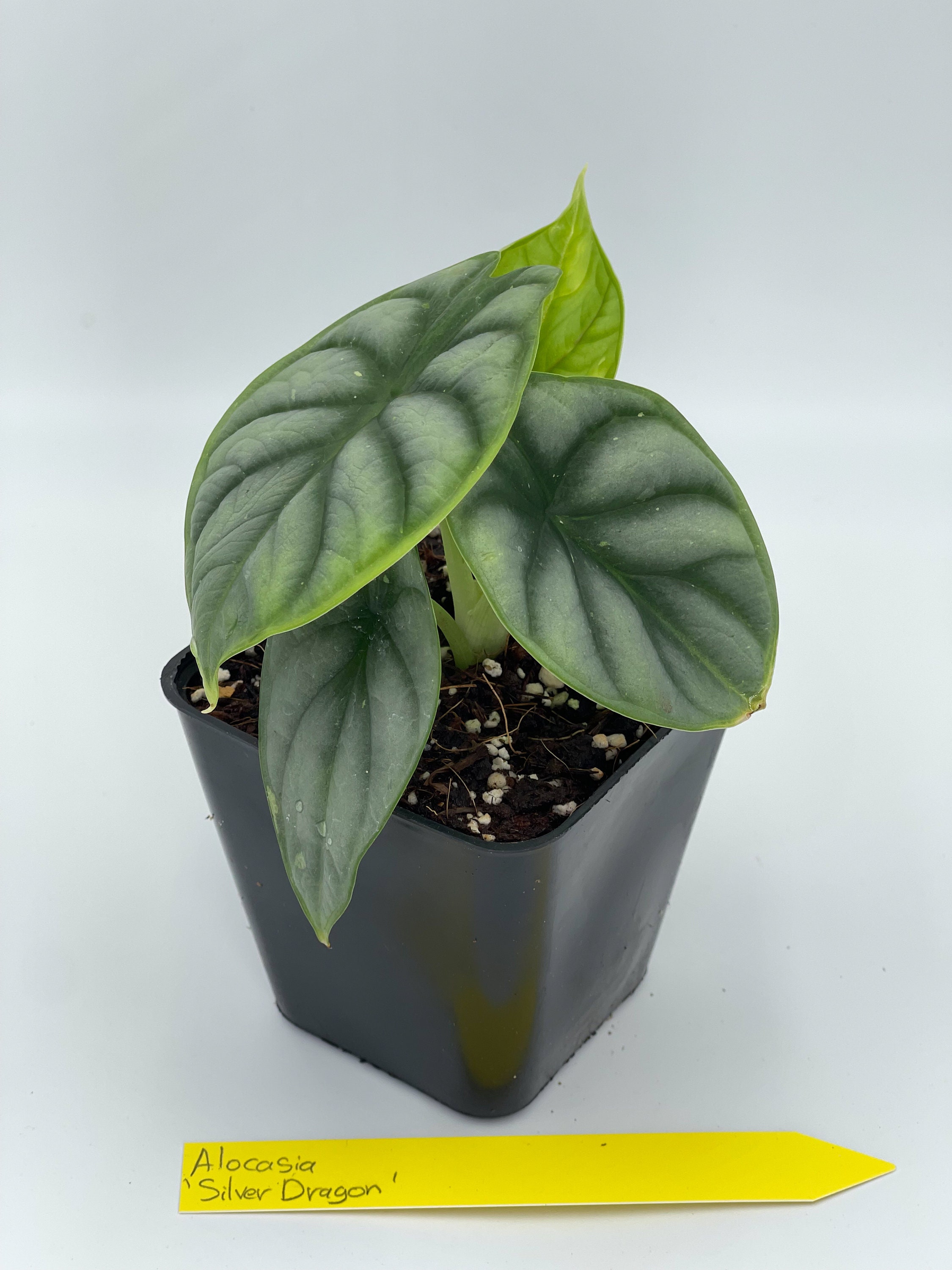 Plante d'intérieur - Alocasia Silver Dragon'