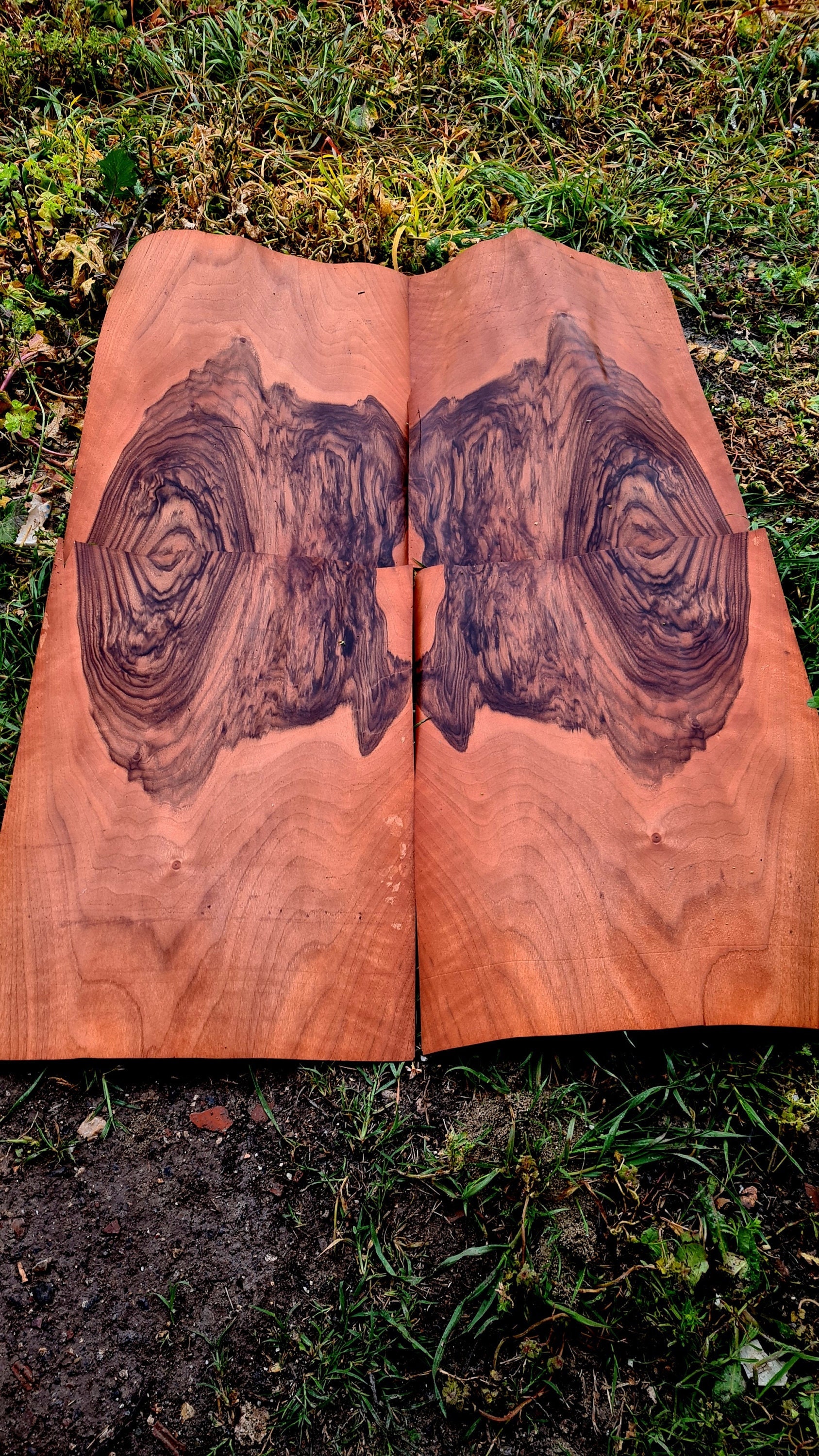 Walnut Burl Buyers