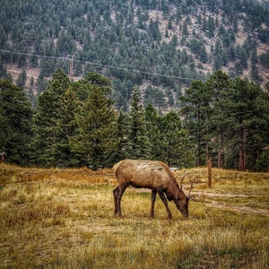 Elk Print, Rocky Mountains Print, Colorado Print, Estes Park Print, Digital Download, Wall Art, Travel Photography