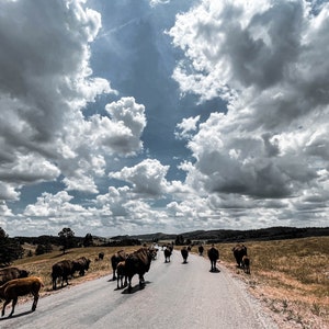 Custer State Park Druck, Bison Druck, South Dakota Druck, Wandkunst, Digitaler Download, Reisefotografie