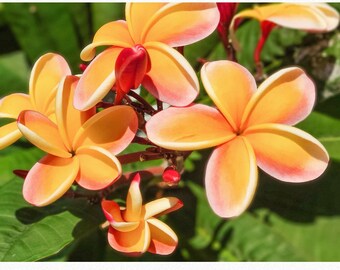 Photo of Plumeria Flowers on a Tree in Hawaii | Printable Downloadable Photograph