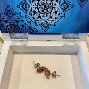 Dark Barbados Mitre Seashell stud earrings