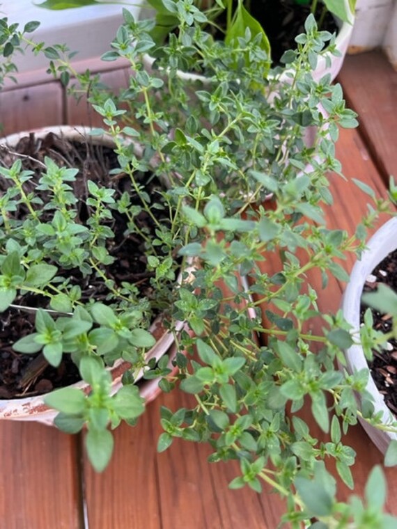 Thyme Cuttings Herb Cutting Live Plant Cuttings Etsy
