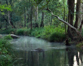 creek - mist - early morning landscape