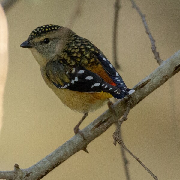 finch - australian birds - wildlife photography - digital download