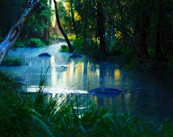 creek - mist - early morning landscape - mysterious