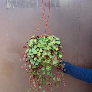 May include: A hanging plant in a brown pot with cascading vines of small, round, green leaves and reddish stems. The plant is suspended by a red hanger against a brown background. The plant is being held by a person wearing a blue sleeve.