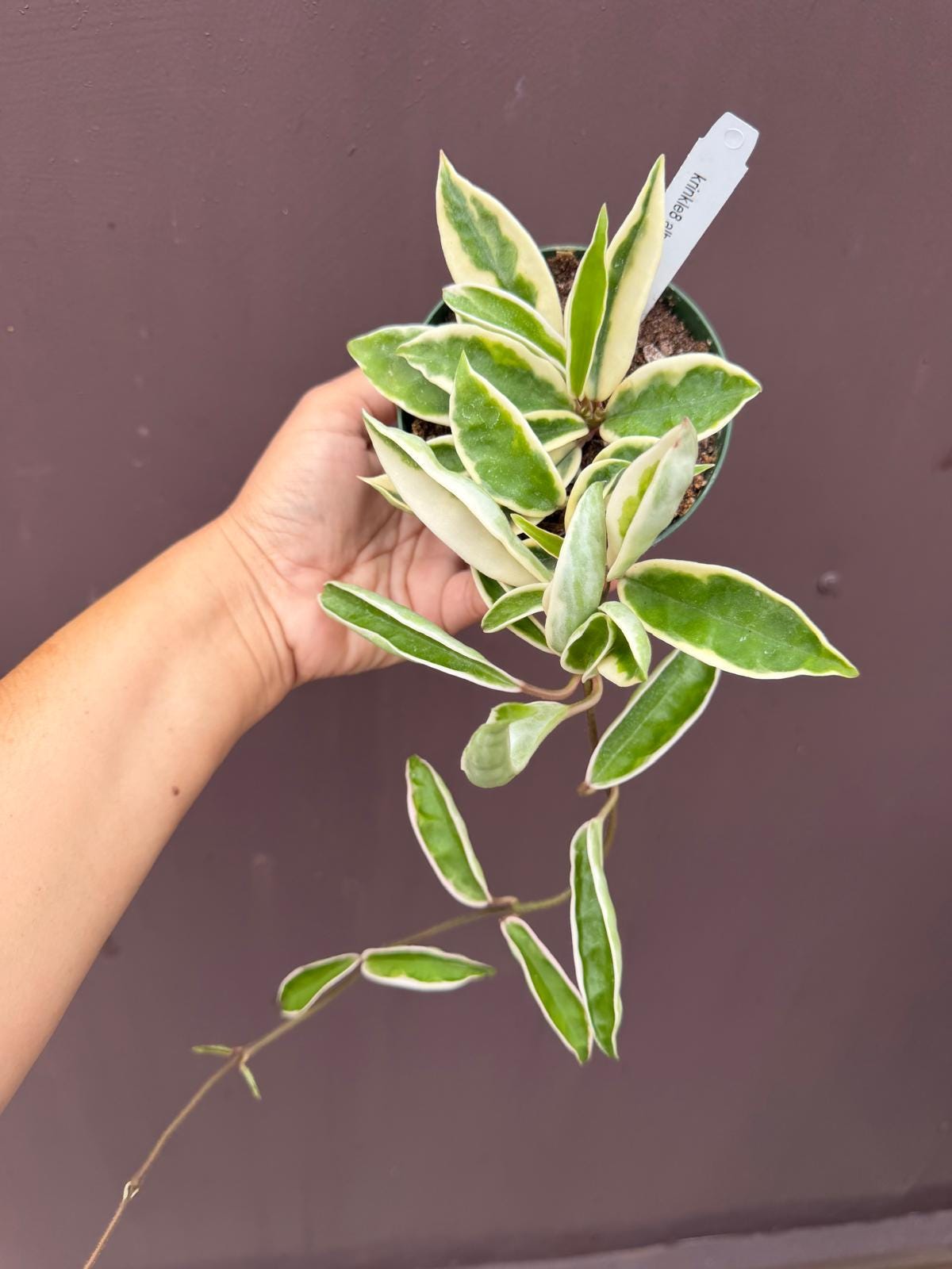Hoya Krinkle 8 Variegated - Etsy