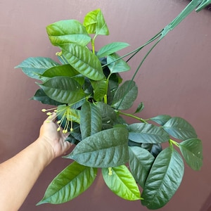 May include: A hanging plant with large, dark green leaves and lighter green new growth. The plant has small, yellow flower buds and is suspended by a green wire hanger. The leaves have prominent veins, and the plant is set against a brown background.