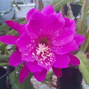 May include: A close-up of a vibrant, magenta-colored flower with multiple layers of petals. The center features a cluster of white stamens. The flower is in full bloom, showcasing its intricate details and textures. The background is blurred, suggesting a garden setting.