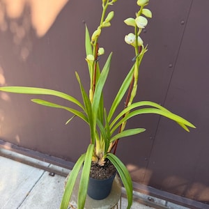 May include: A potted orchid plant featuring two tall, slender green stems with multiple unopened flower buds and a few pale yellow, partially bloomed flowers. The plant has long, pointed, vibrant green leaves and is housed in a dark gray pot.