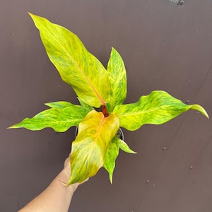 philodendron rio kaufen Philodendron hederaceum 'Rio' – Blattmanufaktur