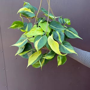 May include: A hanging basket filled with a Philodendron Brasil plant. The plant features heart-shaped leaves with a vibrant mix of green and yellow variegation. The basket is suspended by a woven rope.