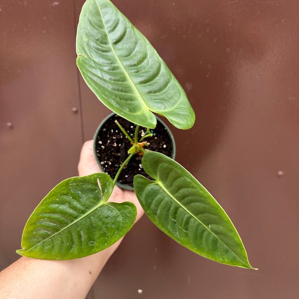 anthurium veitchii 4” pot