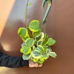 variegated hoya kerrii 6” pot