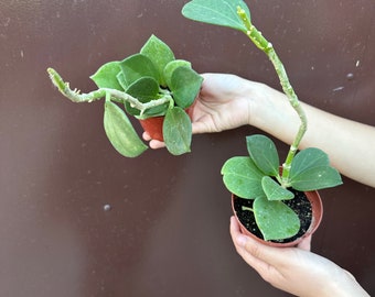 hoya pachyclada 4" pot