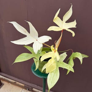 May include: A Philodendron Florida Ghost plant in a green plastic pot, featuring distinctively lobed, elongated leaves that transition from creamy white and pale yellow to light green, supported by thin, reddish-brown stems.