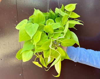 neon philodendron 6” pot