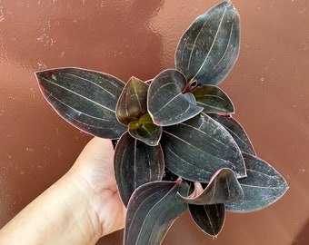 jewel orchid 4” pot