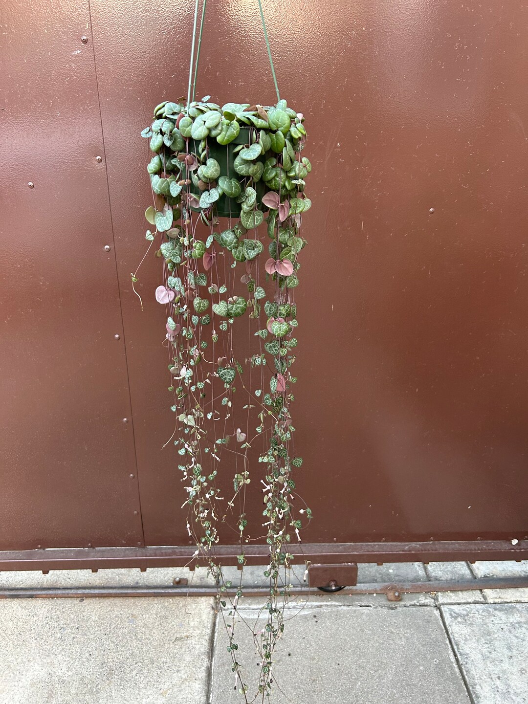 Strings of Hearts 6 Pot Super Full and Trailing Etsy