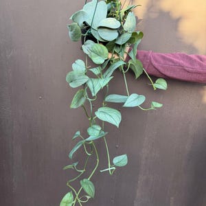 May include: A trailing houseplant with heart-shaped, silvery-green leaves. The plant is contained in a black hanging pot with thin green plastic supports, featuring long, cascading vines that extend downward with multiple variegated foliage segments.
