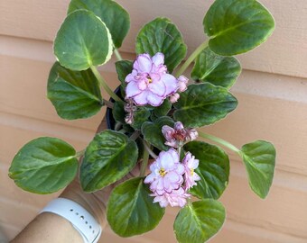 african violet 4” pot