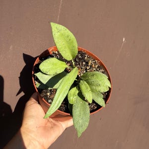 Peut inclure: Une plante en pot avec de multiples feuilles allongées en forme de lance, présentant une couleur vert clair avec de subtiles taches vert foncé. La plante est placée dans un pot en plastique simple, rond et de couleur terre cuite, rempli de terreau.
