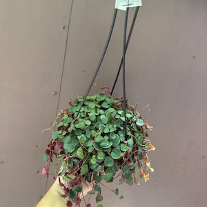 May include: A hanging plant with small, round, dark green leaves and reddish-purple stems. The plant features thin, trailing vines and small orange flowers. A white tag with the handwritten number 1 is attached to the black plastic hanger.