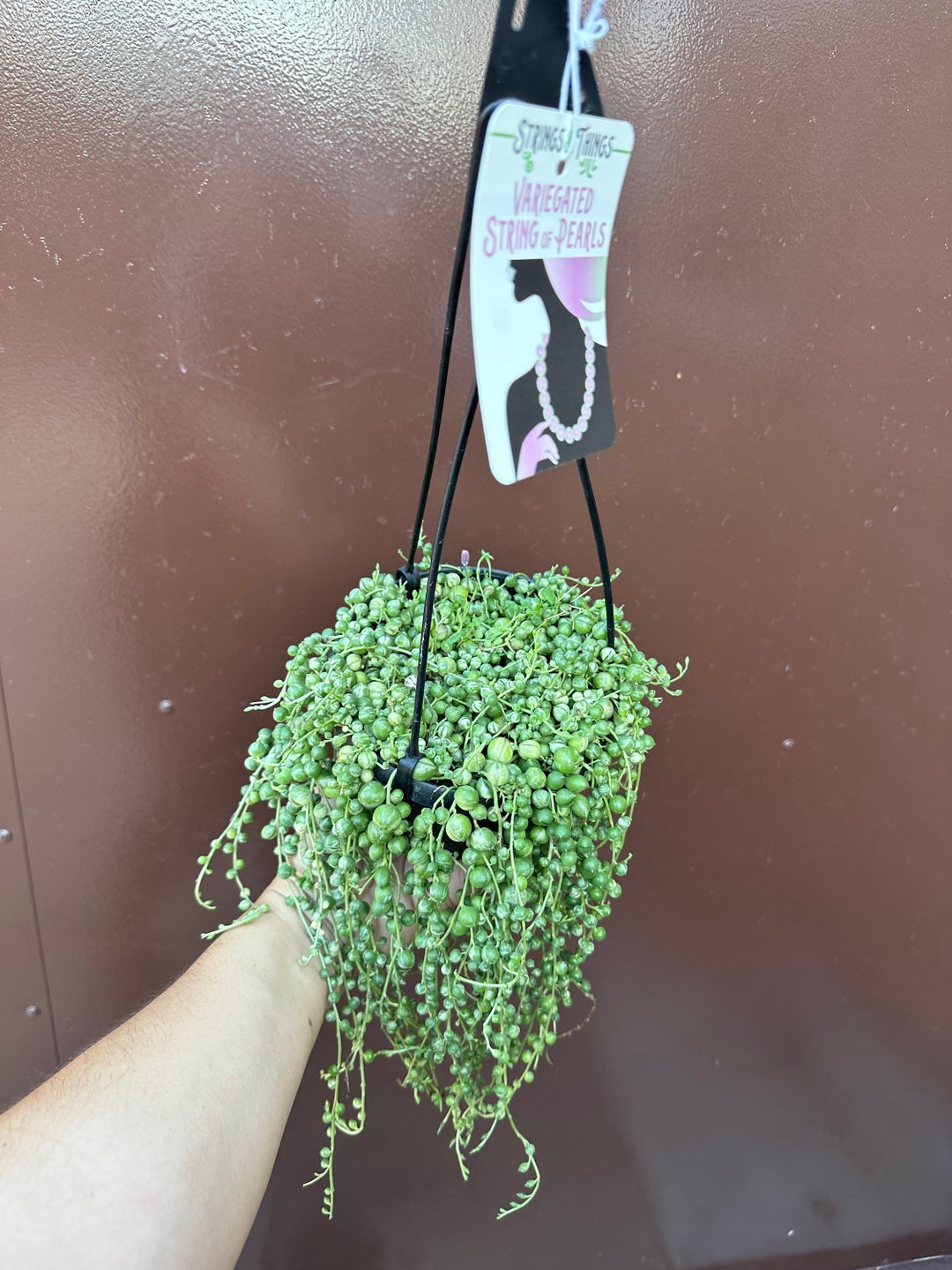 Variegated Strings of Pearls 6 Pot Etsy