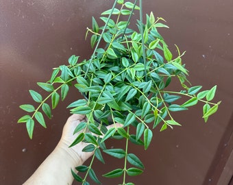 hoya bella 6” pot