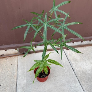May include: A potted plant featuring long, slender, dark green leaves with a distinct palmate, star-like shape. The plant has a thin, upright stem and is contained within a simple, round, reddish-brown plastic nursery pot filled with dark soil.