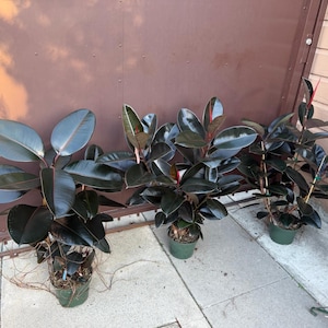 burgundy rubber plant 8” pot price for each