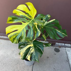 May include: A Monstera plant in a gray pot featuring large, heart-shaped leaves with deep fenestrations. The foliage displays a striking variegated pattern with vibrant patches of bright yellow and deep forest green across the leaf surfaces.