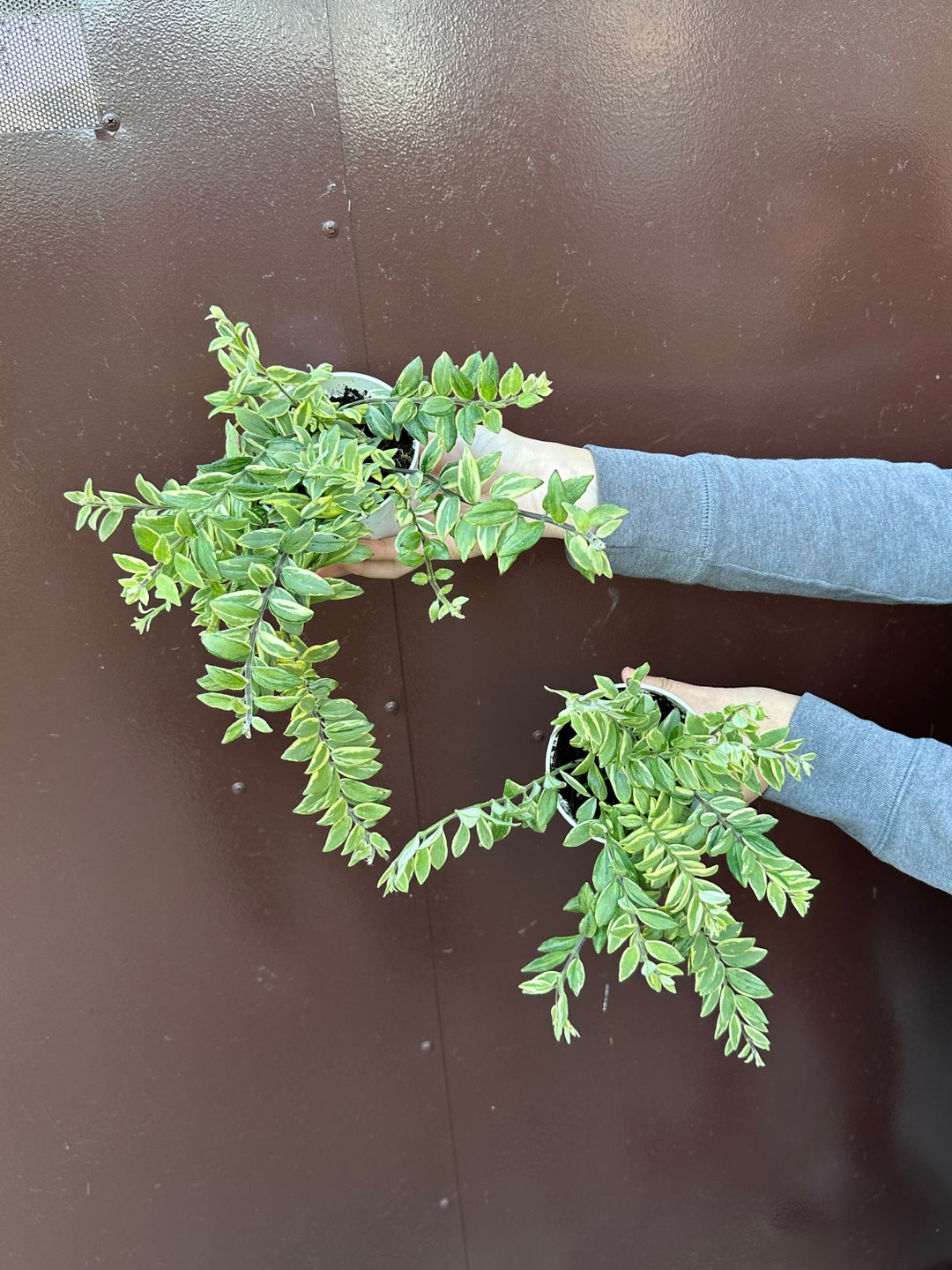Variegated Lipstick Plant 4 Pot Etsy