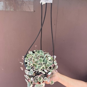 May include: A variegated string of hearts plant in a black plastic hanging pot with thin black cords. The heart-shaped leaves feature shades of green, cream, and pink. A small white paper tag with the handwritten number 1 is attached to the cords.
