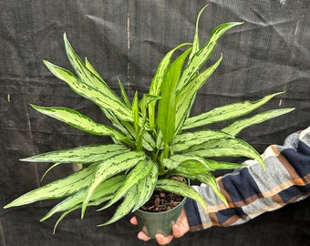 aglaonema cutlass 6” pot