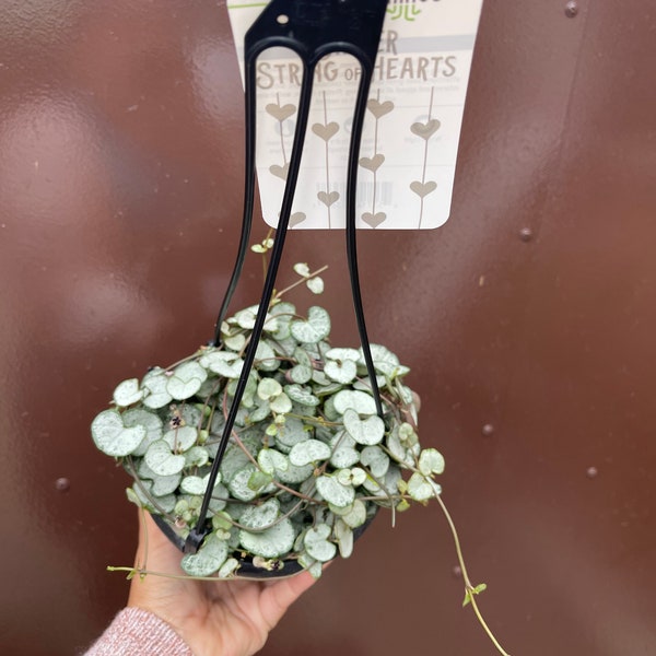 Silver Glory String of Hearts Etsy