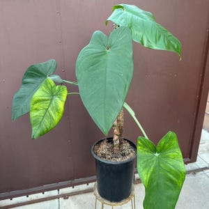 May include: A potted Philodendron plant with large, heart-shaped green leaves, some showing yellow variegation. The plant is supported by a central moss pole and is housed in a black plastic nursery pot, which sits on a thin gold metal stand.
