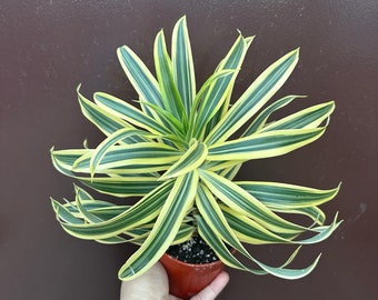 dracaena song of india 4" pot