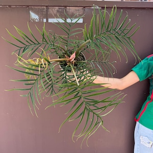 Puede incluir: Una planta Philodendron spiritus-sancti con hojas largas, estrechas y de color verde oscuro que presentan una textura nervada distintiva. La planta está en una maceta pequeña, mostrando una base de tallo rosado rojizo y varias frondas alargadas.