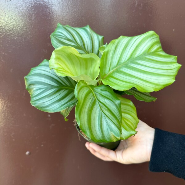 Calathea Orbifolia - Etsy