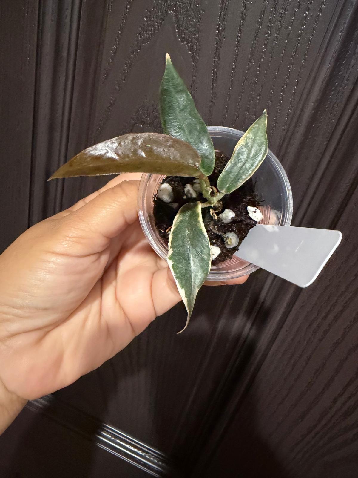 Hoya Archboldiana Albomarginata - Etsy