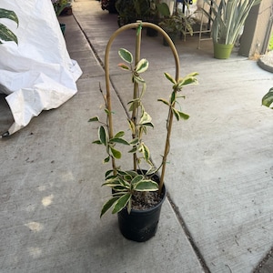 May include: A potted plant with green and white variegated leaves, supported by a bamboo trellis. The plant is in a black plastic pot, set on a concrete surface. The trellis is arched at the top.