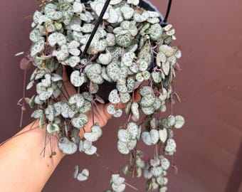 silver glory strings of hearts 6” pot