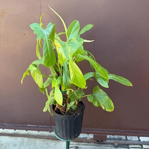 May include: A vibrant green plant with large, heart-shaped leaves in a black pot. The plant is on a green metal stand. The background is a brown metal door and a gray concrete surface.