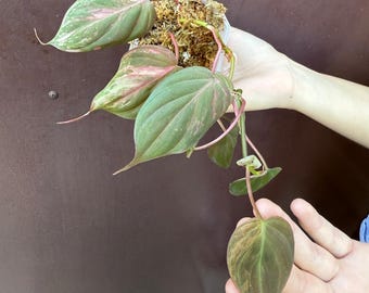 pink variegated micans